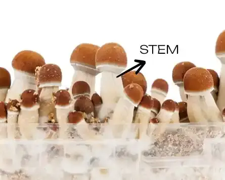 Goldеn Tеachеr Mushrooms Stem