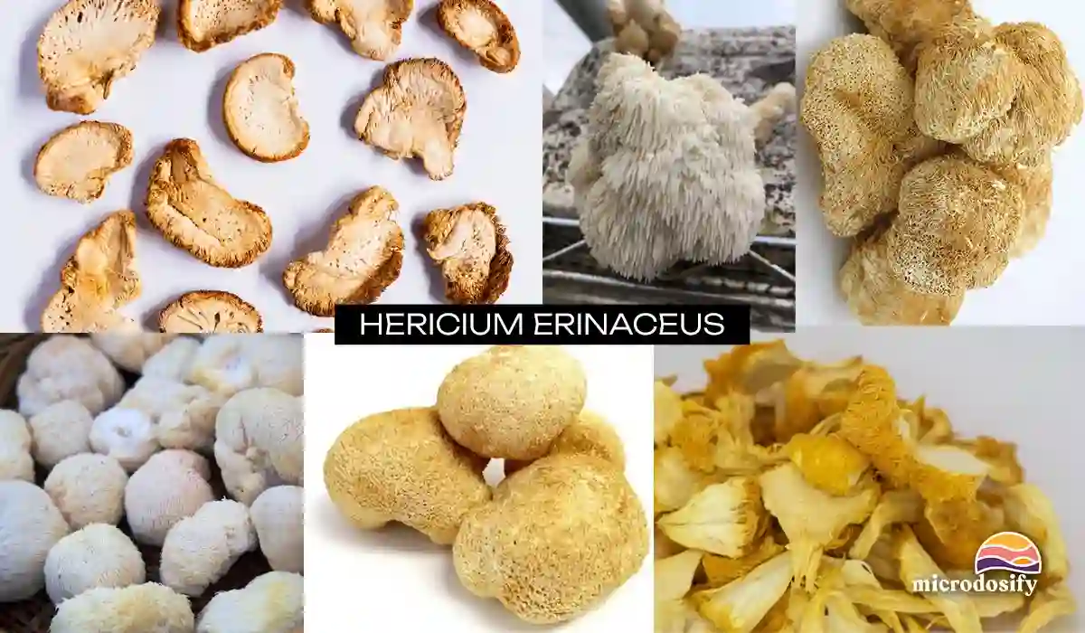 Hericium Erinaceus