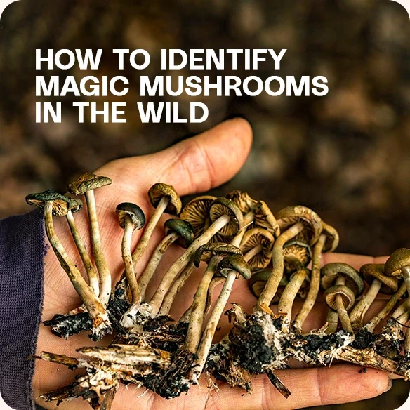 Freshly picked magic mushrooms.