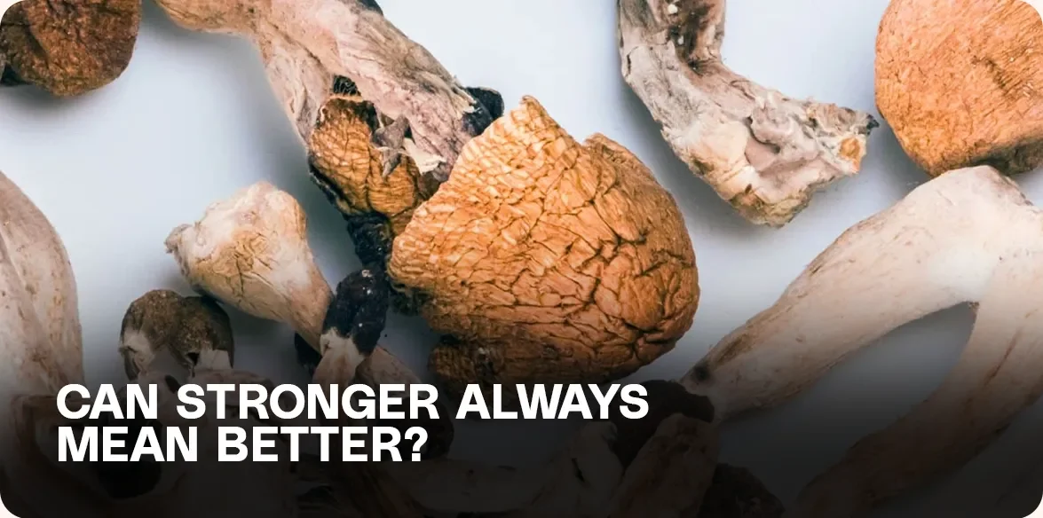 Dried psilocybin mushrooms representing high-potency strains and the debate around mushroom strength vs. experience quality