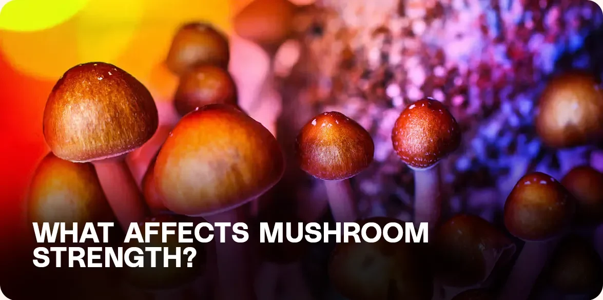 Close-up of psilocybin mushrooms under colorful lighting, illustrating factors that influence psychedelic mushroom potency
