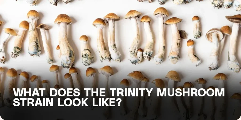 Trinity mushroom strain appearance – thin stems with caramel-colored caps displayed on white background.
