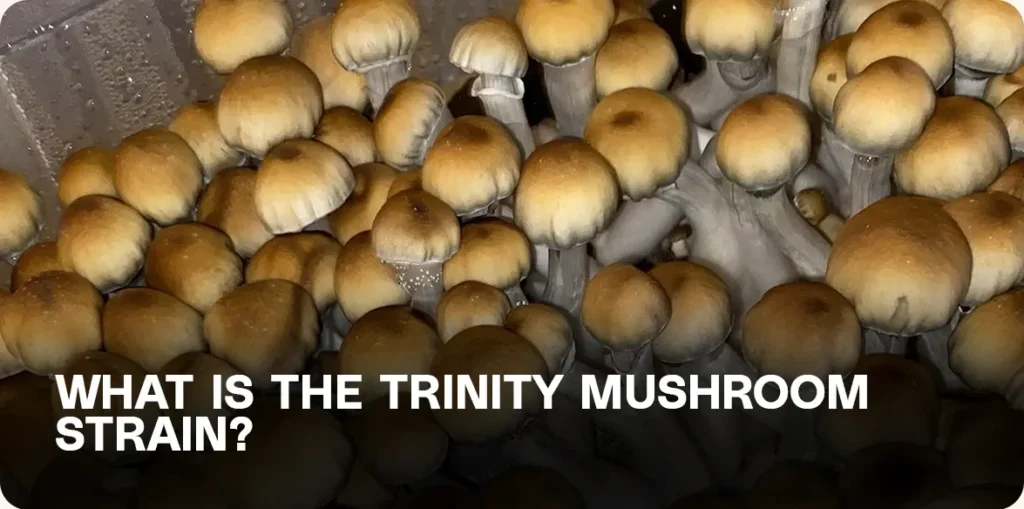 Multiple Trinity mushrooms growing in a cluster – overview of strain characteristics and effects