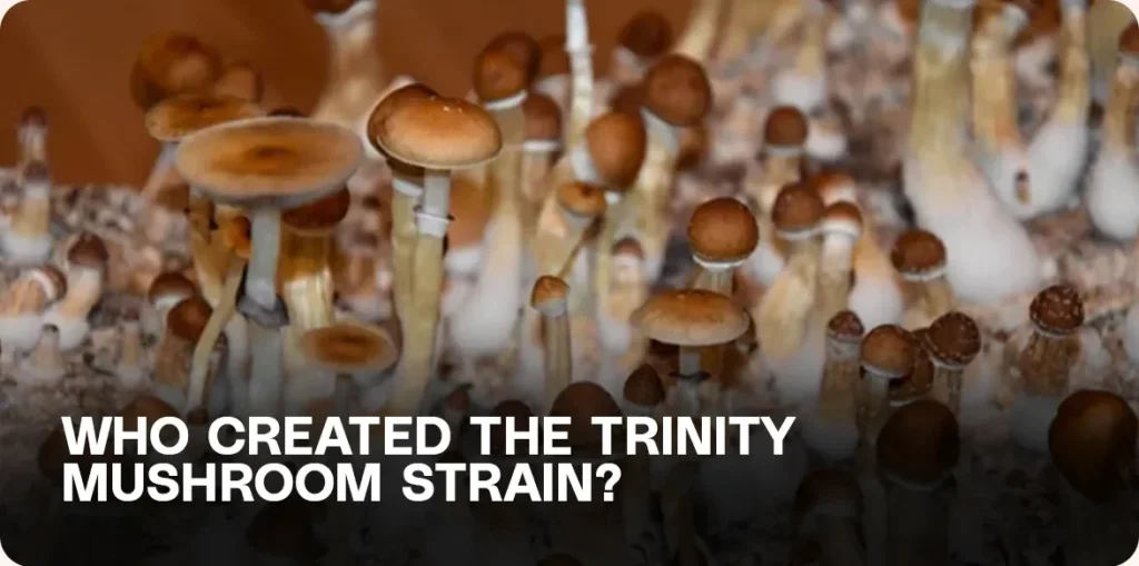 Trinity mushroom strain growing in dense clusters – exploring the origins and breeder history